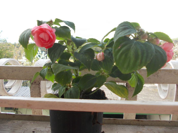 DSCN5386 - Impatiens 2015