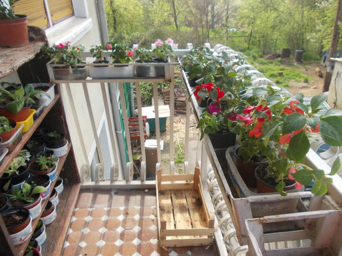 DSCN5387 - Impatiens 2015