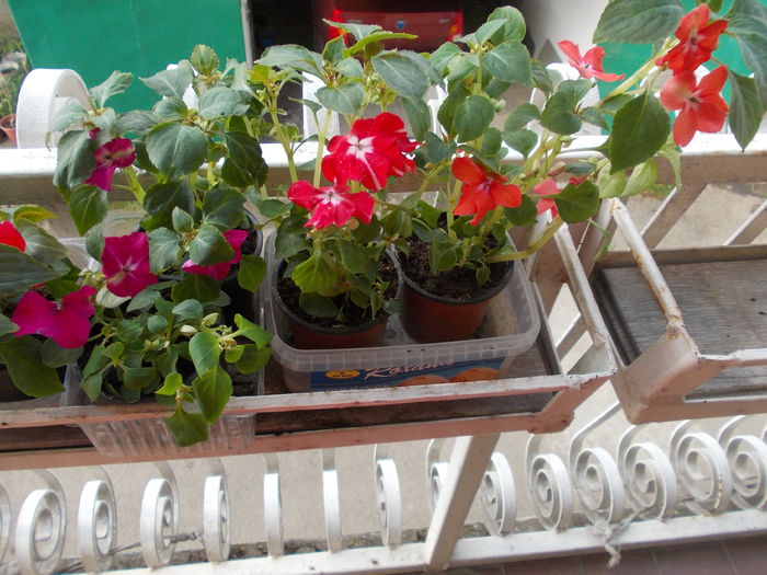 DSCN5390 - Impatiens 2015