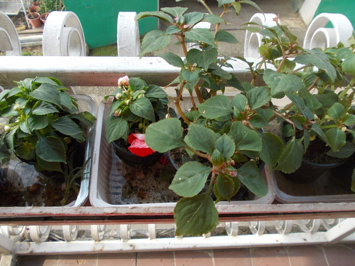 DSCN5391 - Impatiens 2015