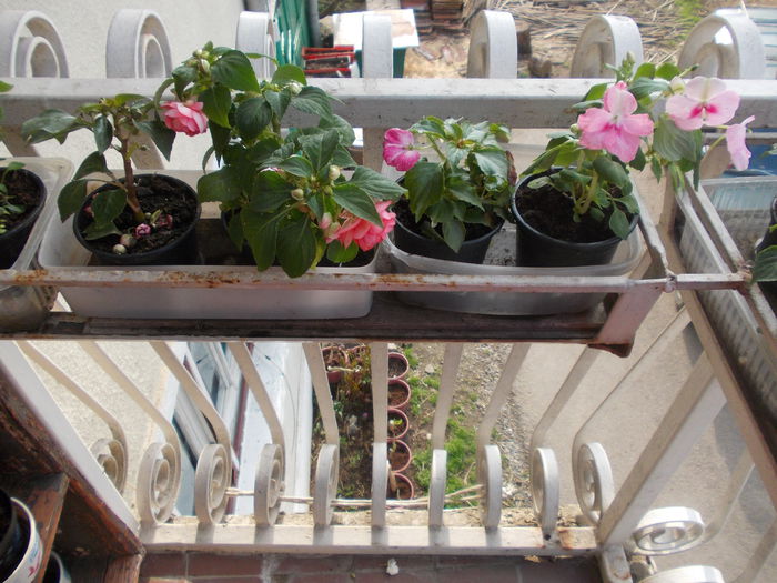 DSCN5393 - Impatiens 2015