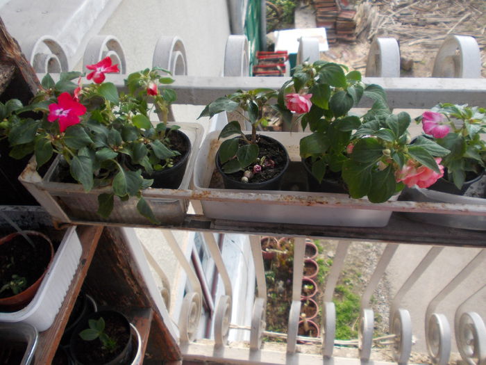 DSCN5394 - Impatiens 2015