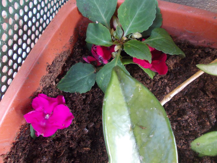DSCN5395 - Impatiens 2015