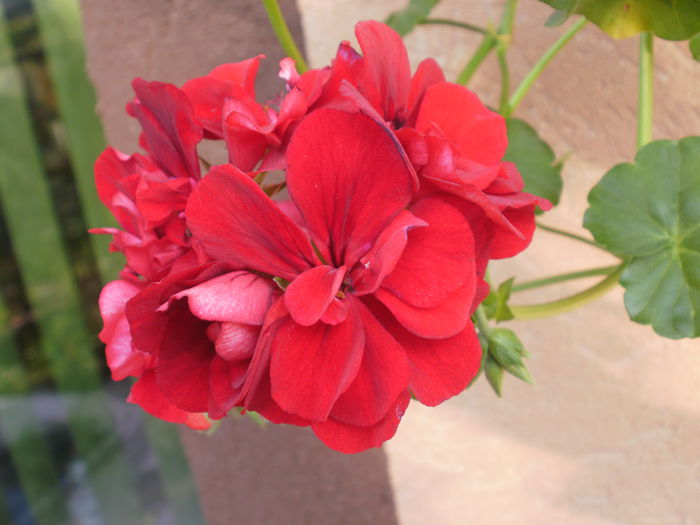  - Pelargonium
