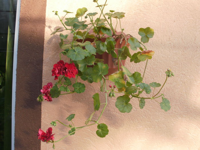  - Pelargonium