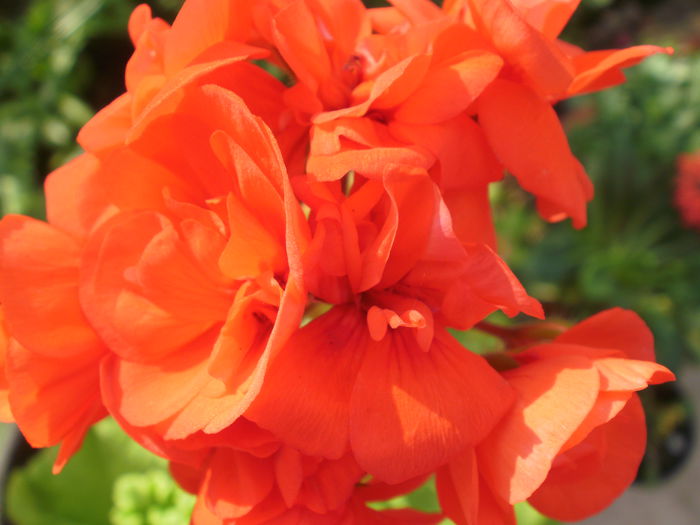  - Pelargonium