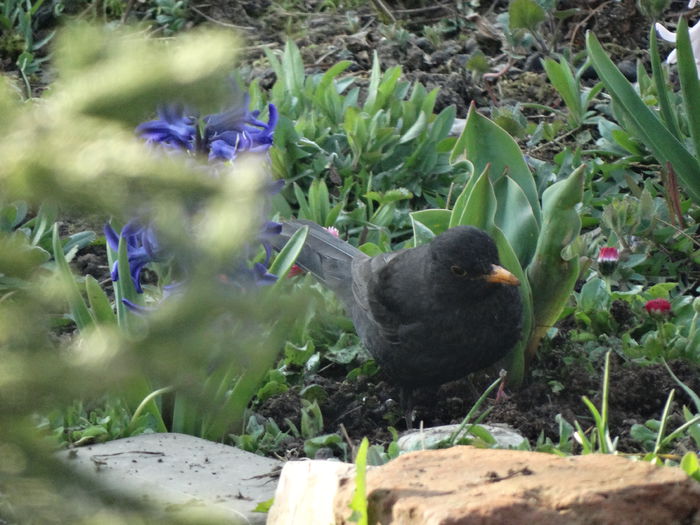 mierloiul zbenguie printre flori