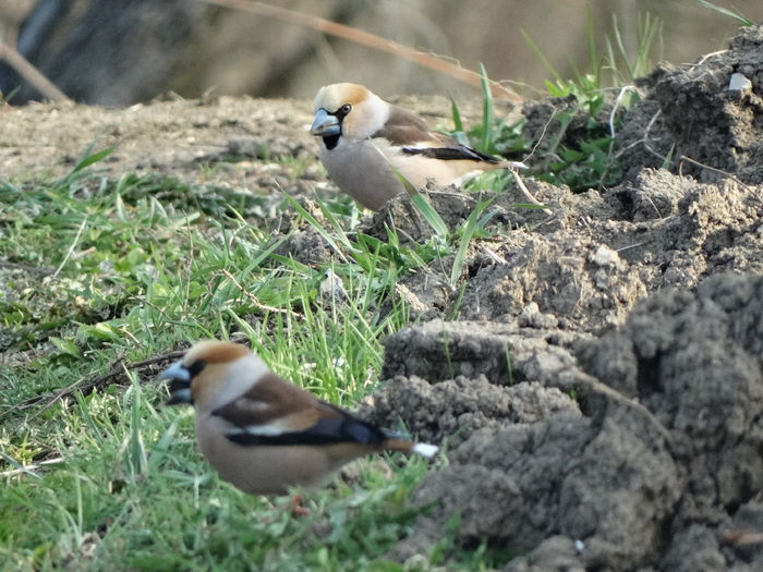 botgrosi - a-vizitatorii gradinii-2015