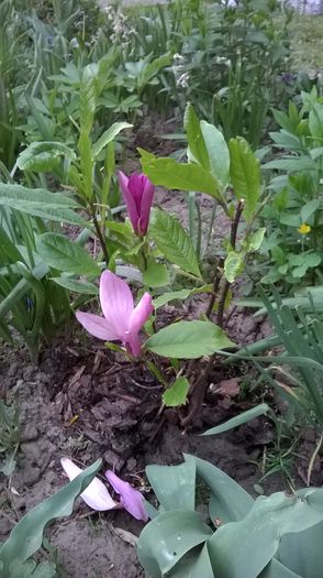 Magnolia Susan - Plante de gradina