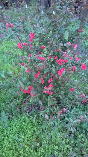 Gutui japonez - Plante de gradina