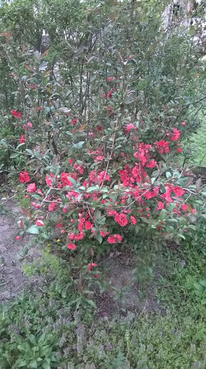 WP_20150418_014 - Plante de gradina