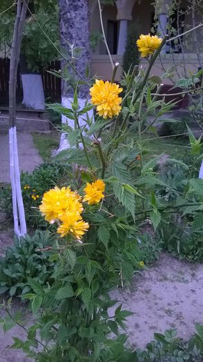 Keria japonica - Plante de gradina