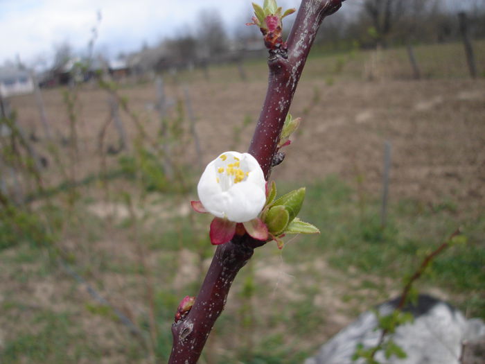 19 april- Cais, prima floare - D-Gradina 2015