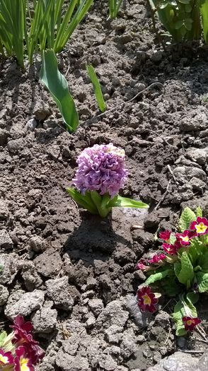 WP_20150412_001 - Plante de gradina