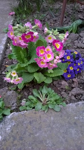 WP_20150418_011 - Plante de gradina
