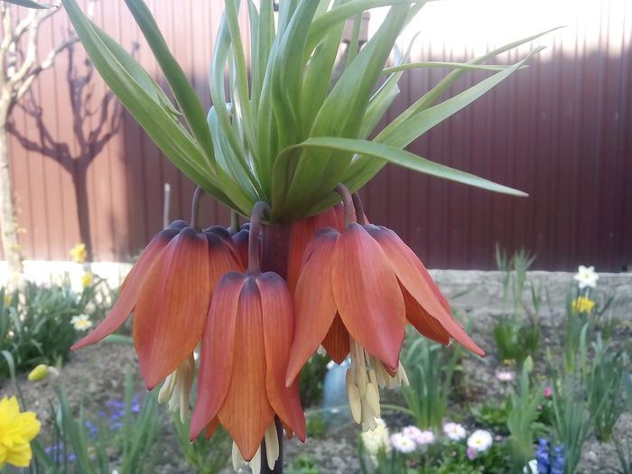 Fritillaria