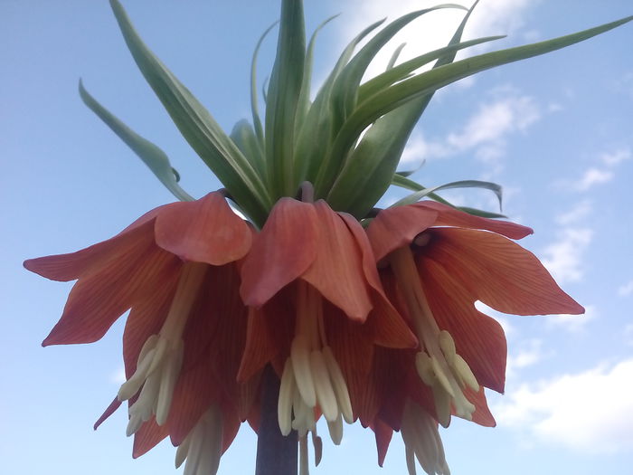 Fritillaria - 2015 Flori in  gradina