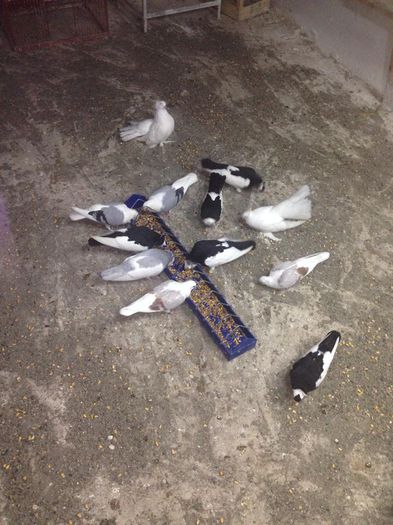 1456841_849021395130401_1210929322_n