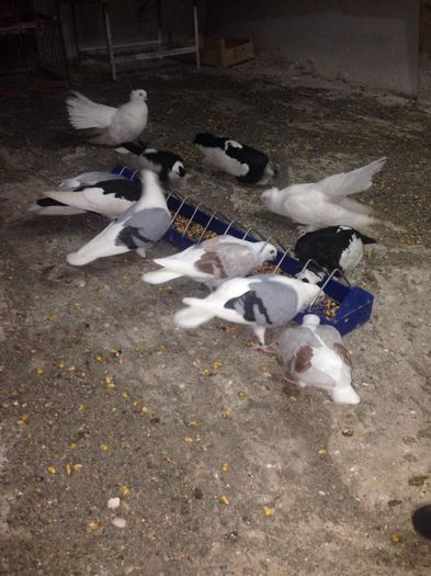 10714621_849021368463737_1620154837_n