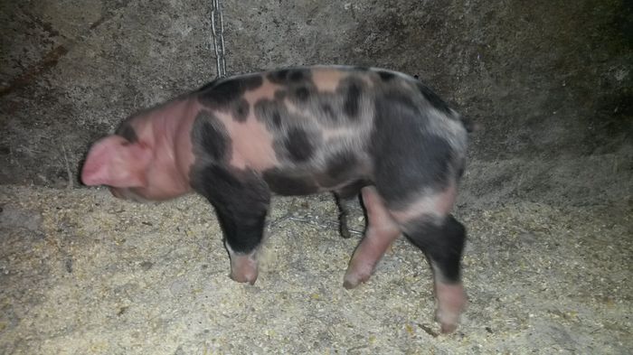 20150419_192925; am 6 ore de viata si sunt de vinzare sunt baiat
