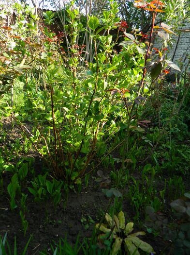 DSCN4439 - 2015_APRILIE_3