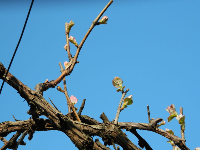 DSCN4450 - 2015_APRILIE_3