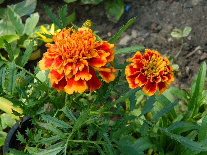 DSCN4482