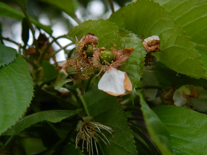 DSCN4508
