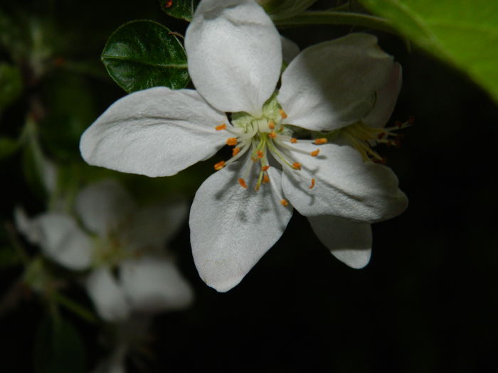 DSCN4524