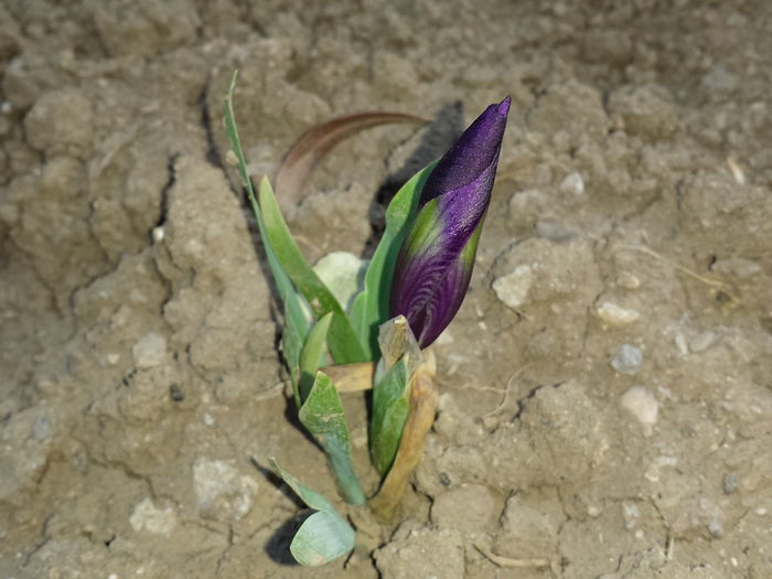 35 Iris pumila pitic - (mov)