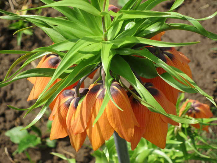 IMG_0136 Fritillaria imperialis