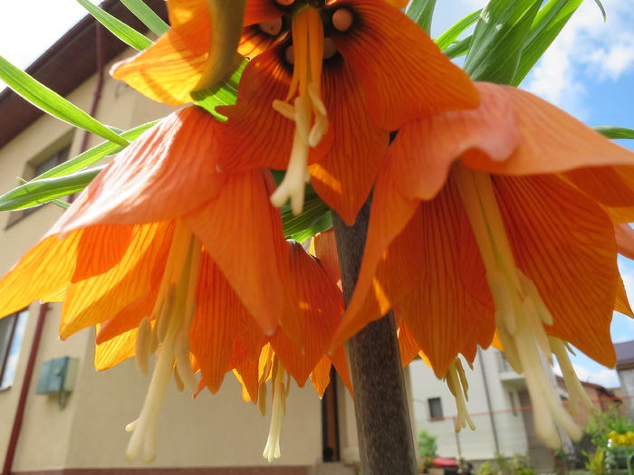 IMG_0138 Fritillaria imperialis