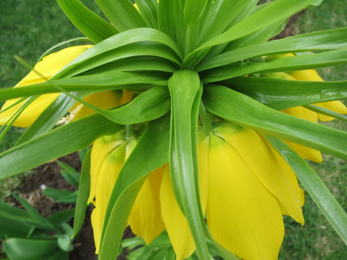 IMG_0139 Fritillaria imperialis