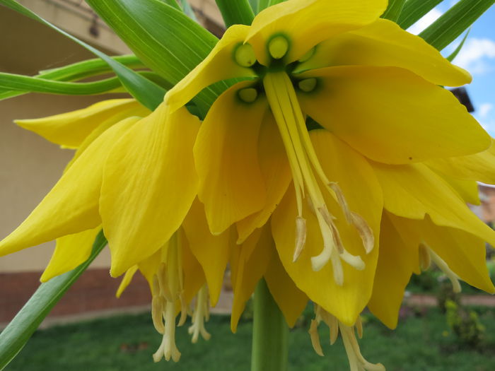 IMG_0140 Fritillaria imperialis