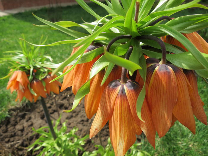 IMG_0141 Fritillaria imperialis