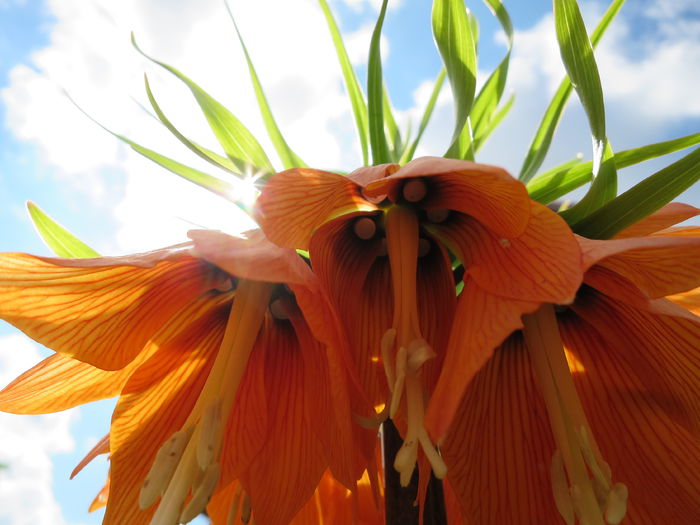 IMG_0142 Fritillaria imperialis