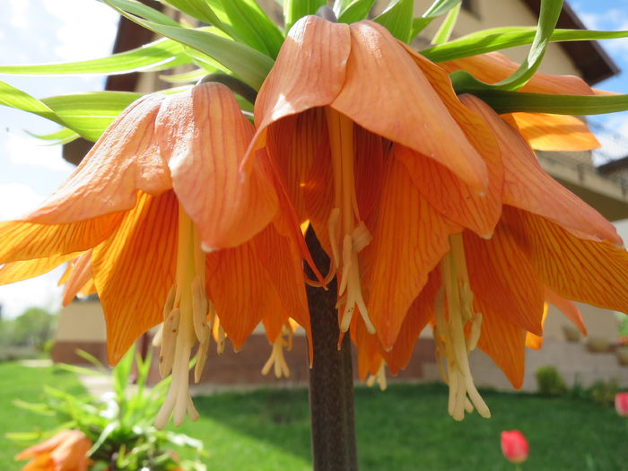 IMG_0143 Fritillaria imperialis