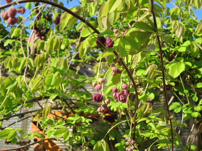 IMG_0152 Akebia quinata
