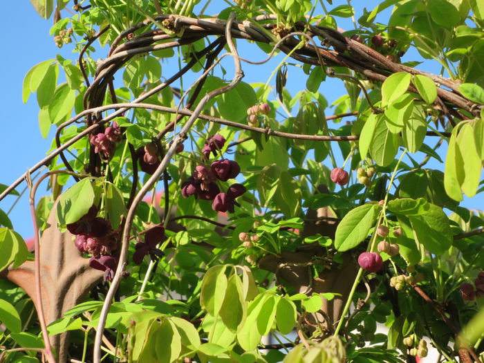 IMG_0153 Akebia quinata