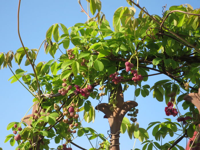 IMG_0154 Akebia quinata