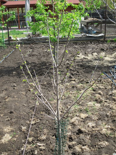 Asimina triloba samanta_20150419 - Plante exotice de gradina