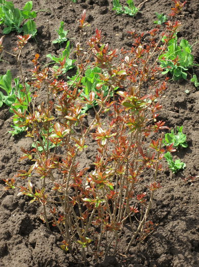 Rodiu "dente di cavallo"_20150419; Rodiu "dente di cavallo" plantat in toamna lui 2014.
