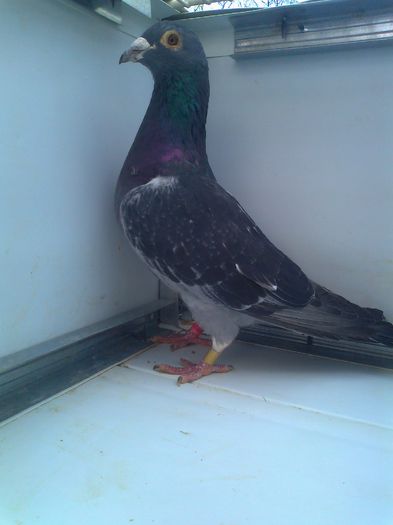 M-2008-Wanroy-Natural