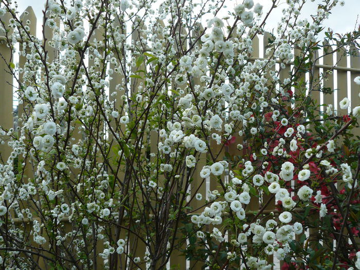 Spireia prunifolia - Gradina rozelor Aprilie 2015