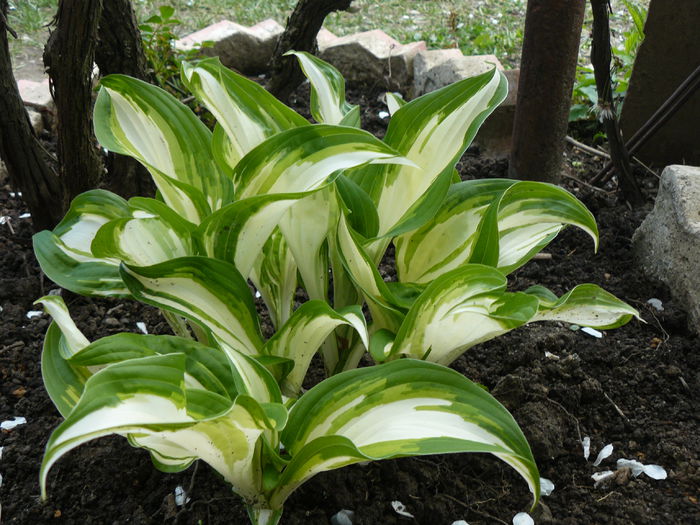 Hosta variegata