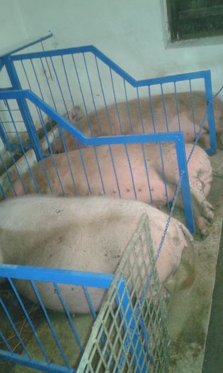 20150419_133028 - porci de rasa 2015