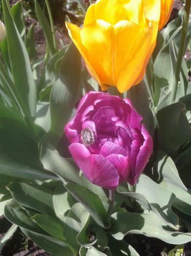 20150419_130517 - Gradina