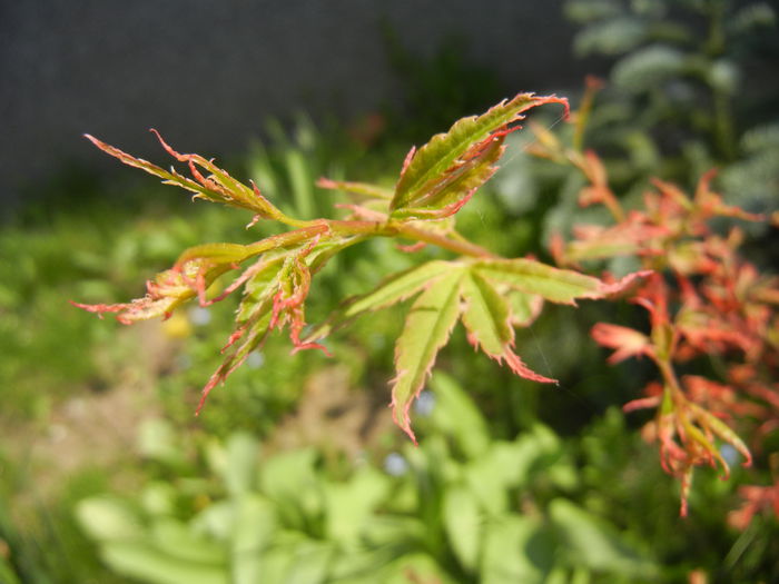 Acer palmatum Butterfly (2015, Apr.13) - Acer palmatum Butterfly