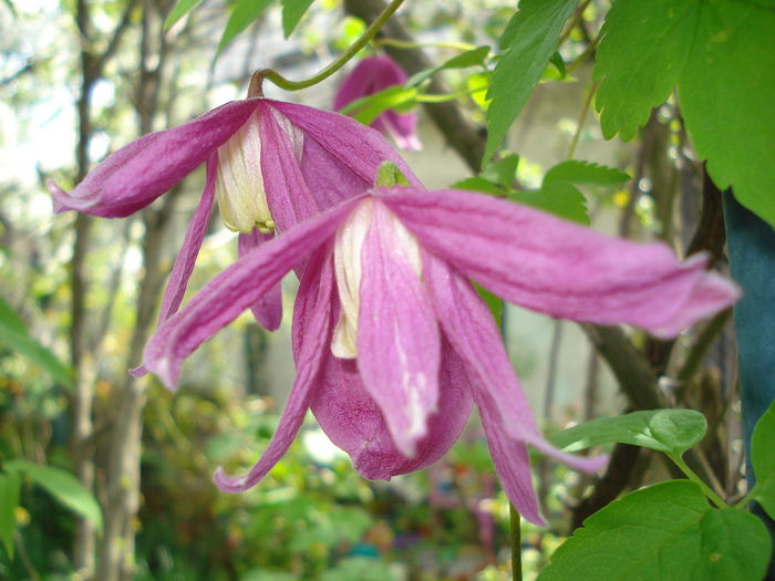 DSC06309 - Clematis 2015