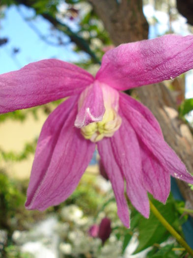 DSC06312 - Clematis 2015